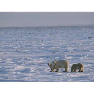  A Polar Bear Sow and Her Cubs Cross a Icy Landscape 