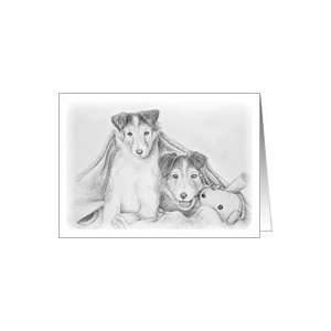  Sheltie Puppies Under Blanket with Toy Teddy Bear Card 