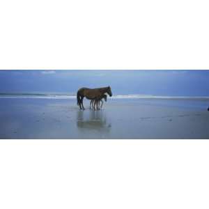  Wild Mare and Foal on the Beach North of Corolla Stretched 
