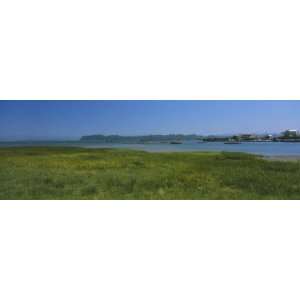 Grass on the Beach, Willapa Bay, Long Beach Peninsula, Pacific County 