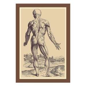   Ninth Plate of the Muscles by Andreas Vesalius, 18x24