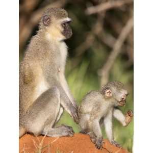 Vervet Monkey (Cercopithecus Aethiops), With Baby, Kruger 