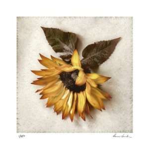 Sand Sunflower by Donna Geissler, 18x18