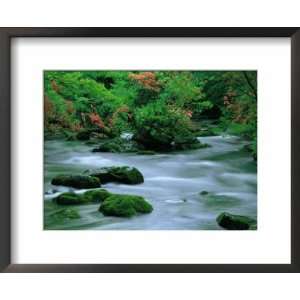  River Flowing Through Woodland, Aomori, Japan Places 