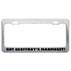 Got GeoffroyS Marmoset? Animals Pets Metal License Plate Frame Holder 