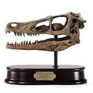  Velociraptor Dinosaur Skull Model Toys & Games