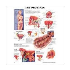  The Prostate Anatomical Chart 20 X 26 Laminated Health 