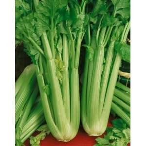  Utah 52 70 Celery Seeds   Apium Graveolens Var. Dulce   0 