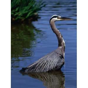  The Stately Great Blue Heron (Ardea Herodias) in Stanley 
