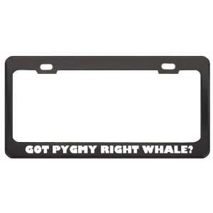 Got Pygmy Right Whale? Animals Pets Black Metal License Plate Frame 