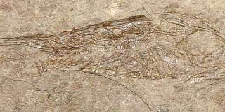 Centriscus heinrichi   BEAUTIFUL   RARE   museum quality fossil fish 
