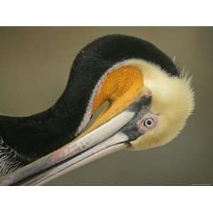  Close up of Brown Pelican Preening, La Jolla, California 