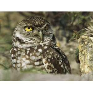Burrowing Owl (Athene Cunicularia), Portrait, Florida Premium 