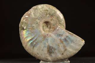 D207  NICE POLISHED AMMONITE WITH OPALIZED PEARL SHELL  