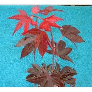  Lozita Red Japanese Maple   1 Year Graft Patio, Lawn 