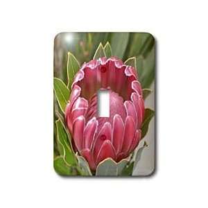 Patricia Sanders Flowers   Protea Flower  Floral Photography  Hawaiian 