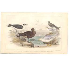  Goldsmith H/C 1859 Birds Gulls & Terns