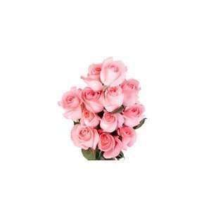 Dozen Becky Pink Roses Patio, Lawn & Garden