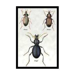  Beetles of Senegal Britain and France #1 12x18 Giclee on 