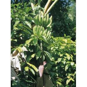  Bananas Growing on a Tree (Musa Paradisiaca) Photographic 