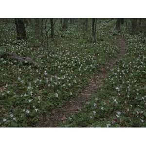  Multitudes of Large Flowered Trillium Flowers Bloom Beside 