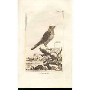  The Jackdaw 1812 Buffon Birds Plate 61