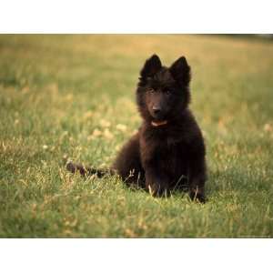  Black Belgian Sheep Dog Puppy Lying in Grass Photos To Go 