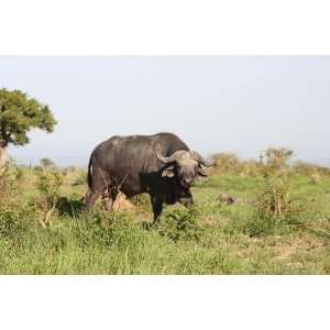  Ugandan Cape Buffalo   6x10 