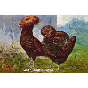  Gold Spangled Polish (Chickens) by unknown. Size 26.50 X 