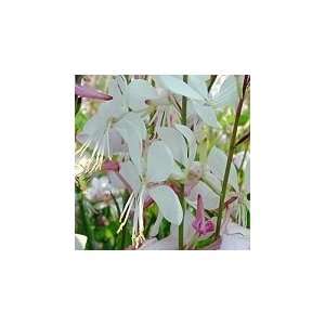   Butterflies Butterfly Gaura 10 Seeds+free Seed Patio, Lawn & Garden