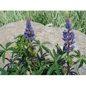  Perennial Lupine Seeds  100 Seeds in Each Packet with Free 
