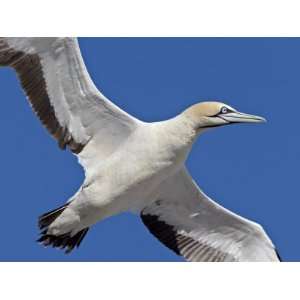  Cape Gannet (Morus Capensis) in Flight, Bird Island 