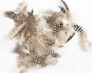 Big Eye Guinea Hen Feathers   Pack of arts and crafts feathers  