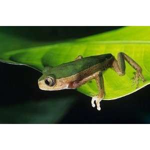  Green Frog on Leaf   Peel and Stick Wall Decal by 