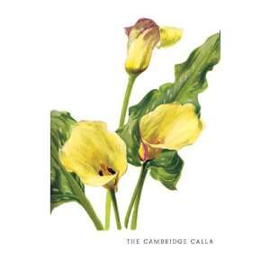  Cambridge Calla 20X30 Canvas