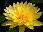 TYP   Tropical waterlily tuber Choose any 3   Take your pick 24 