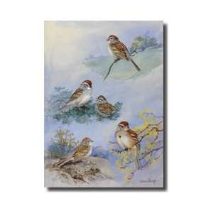  Various Sparrows On Tree Branches Giclee Print