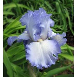 3 Tall Bearded Iris Joyfull Skies Rhizomes Patio, Lawn 