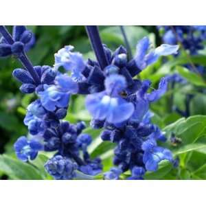  500 BLUE BEDDER SAGE Salvia Farinacea Flower Seeds Patio 