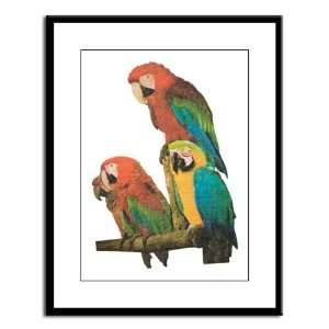  Large Framed Print Family of Parrots 