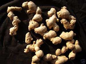 Zingiber officinale  Two Healthy Ginger Spice Rhizomes  