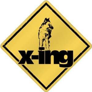  New  Belgian Laekenois X Ing / Xing  Crossing Dog
