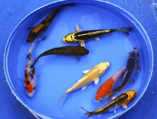   LOT 3   4 ASSORTED Standard Fin Live Koi fish pond garden NDK  