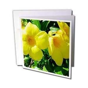  Florene Flowers   Triple Butter Beauty   Greeting Cards 6 