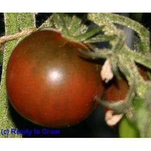  20 + Black Prince Tomato Seed By Duncan Seed Patio, Lawn 