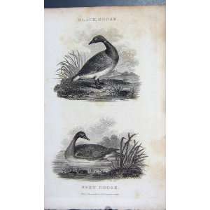  1802 BLACK GOOSE GREY BIRDS ANTIQUE ENGRAVING SCOLL