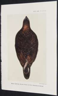 Group of 24 Zoological Society 1880s Prints. Grouse  