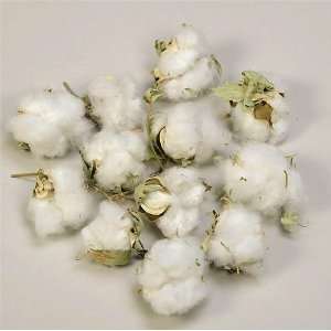  Cotton Bolls