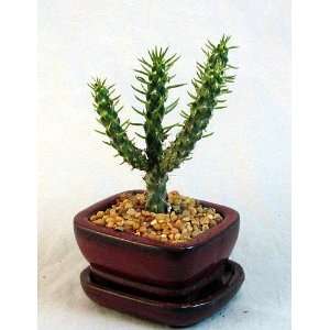 Mars Bonsai Tree with Saucer   Easy to Grocery & Gourmet Food