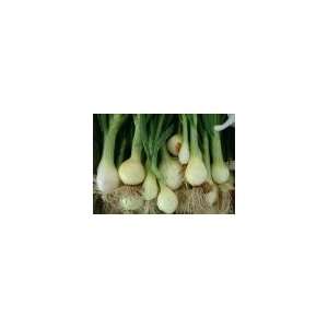  Evergreen Bunching Nebuka Onion Seed   2g Seed Packet 